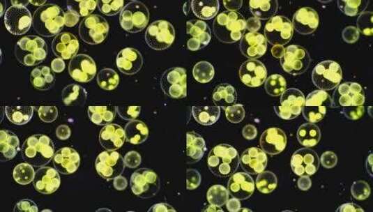 绿藻球藻单细胞生物微距特写高清在线视频素材下载