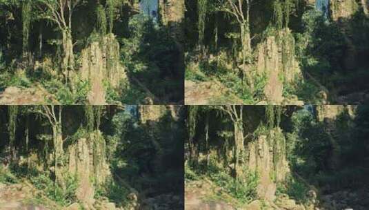 悬崖边山径上生长的一簇树木高清在线视频素材下载
