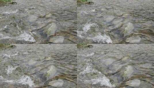 清澈河水河流水源水流溪流溪水高清在线视频素材下载