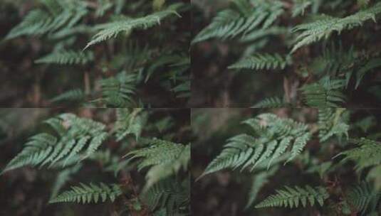 蕨类植物植物植物叶子高清在线视频素材下载