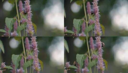 蜜蜂，昆虫，授粉，蜜蜂高清在线视频素材下载