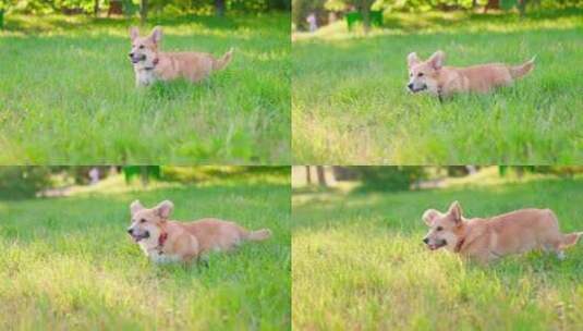 柯基犬，狗，宠物，犬高清在线视频素材下载