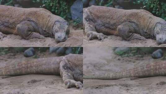 躺在沙滩上的科莫多巨蜥高清在线视频素材下载