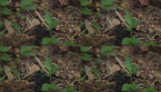 丛林地上的老木头实拍高清在线视频素材下载