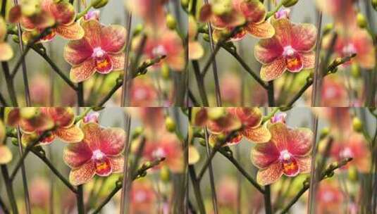 蝴蝶兰 兰花 花朵 观赏花 卉漂亮的花朵高清在线视频素材下载