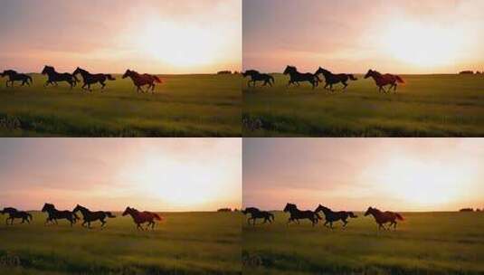 草原上骏马在夕阳下尽情驰骋高清在线视频素材下载