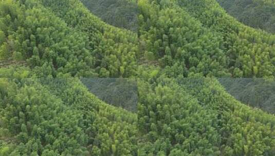 安徽皖南山区高山上的绿色竹林航拍高清在线视频素材下载