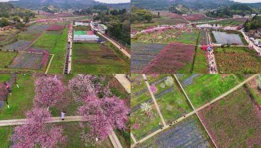 航拍梅花基地高清在线视频素材下载