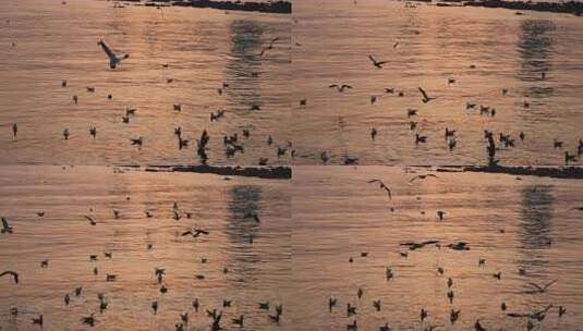 夕阳下大海上的海鸥群高清在线视频素材下载