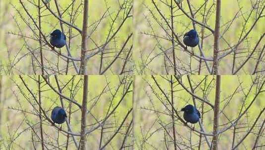 春天树枝上野生鸟八哥在欢快的鸣叫高清在线视频素材下载