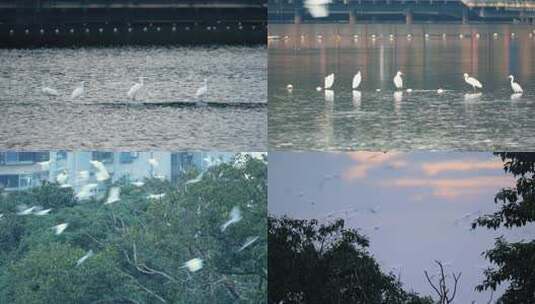 合集 湿地流花湖公园鹭鸟栖息生态水鸟自然高清在线视频素材下载