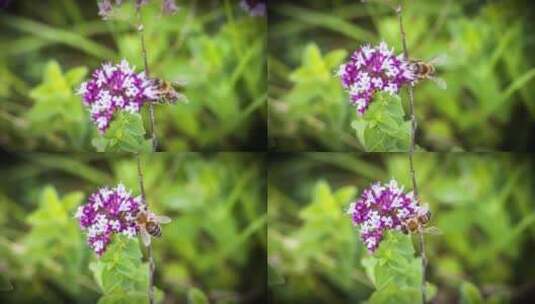 蜜蜂采食花粉花蜜授粉微特写高清在线视频素材下载