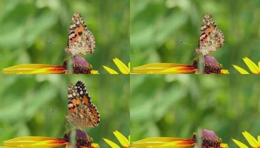 春暖花开 蝴蝶 蜜蜂采蜜高清在线视频素材下载