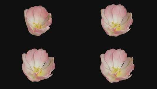 粉色郁金香的绽放高清在线视频素材下载