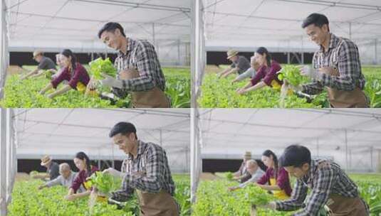 水培农场有机蔬菜高清在线视频素材下载
