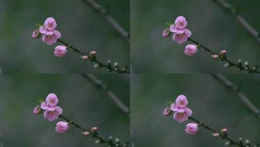 桃花桃花林桃花源高清在线视频素材下载