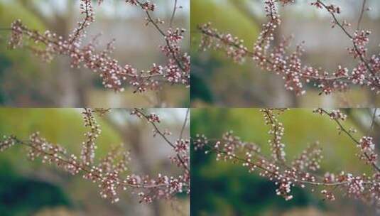 一枝桃花花苞花朵-国风意境特写高清在线视频素材下载