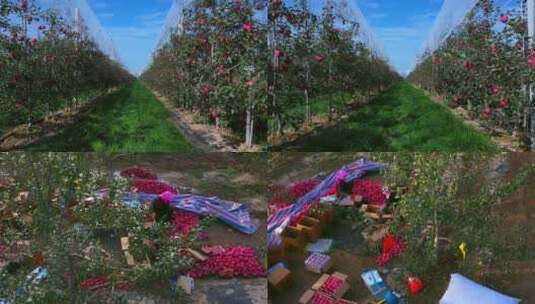苹果园中树上挂满成熟的苹果高清在线视频素材下载