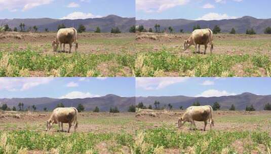 蓝天白云下吃草的牛高清在线视频素材下载