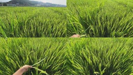 杂交水稻制种稻田人工授粉高清在线视频素材下载