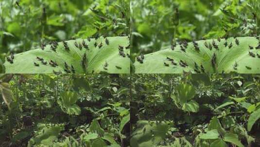 蝗虫泛滥成灾蚂蚱跳跃超慢镜头高清在线视频素材下载