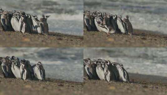 年轻的企鹅蜷缩在海滩上高清在线视频素材下载