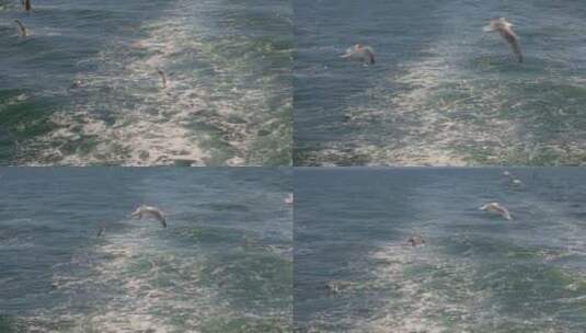 海鸥在海上飞行捕鱼高清在线视频素材下载
