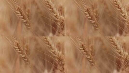农业 小麦 麦子高清在线视频素材下载
