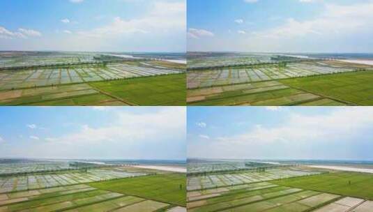 黄河平原河滩河道稻田生态治理高清在线视频素材下载