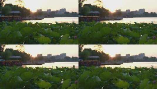 济南大明湖夏季荷花盛开，傍晚夕阳晚霞迷人高清在线视频素材下载