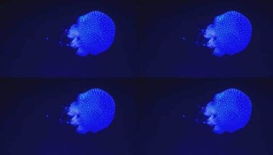 超唯美海底发光的蓝色水母高清在线视频素材下载