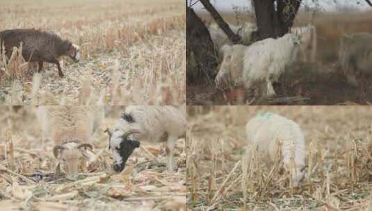 新疆准噶尔稻田中羊群吃草高清在线视频素材下载
