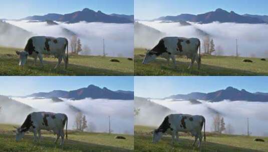 奶牛在绿色天然牧场上吃草高清在线视频素材下载