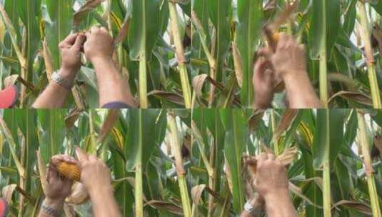 农村女子掰玉米高清在线视频素材下载