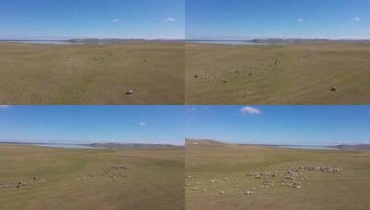 内蒙古生态修复土地牛羊高清在线视频素材下载