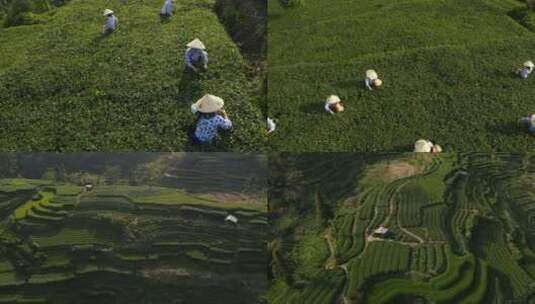 C福建太姥山茶山采茶高清航拍高清在线视频素材下载