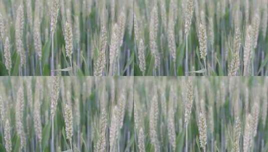 小麦扬花生长麦苗农田绿色高清在线视频素材下载