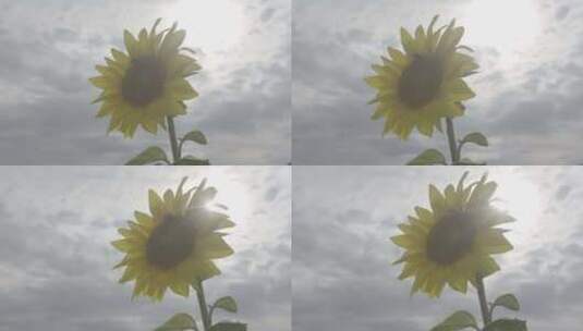阳光下的向日葵蜜蜂采蜜高清在线视频素材下载