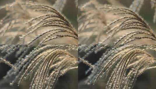 秋天的芦苇花荻花高清在线视频素材下载