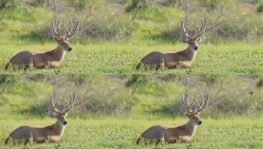 雄性沼泽鹿，躺在草地上晒太阳。南美野生动物高清在线视频素材下载