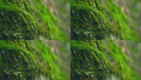 大自然  春天  夏天  苔藓 下雨9高清在线视频素材下载