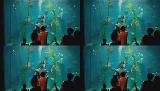 参观 水族馆 海底世界高清在线视频素材下载