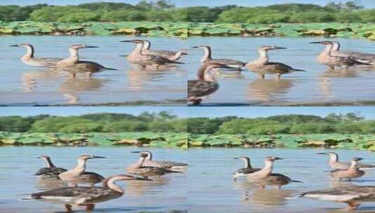 初秋荷塘湖边觅食的一群灰雁鹅高清在线视频素材下载