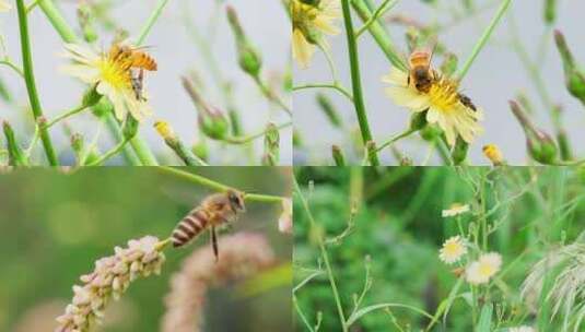 蜜蜂 采蜜 昆虫 授粉 花粉 蜂蜜 春天高清在线视频素材下载