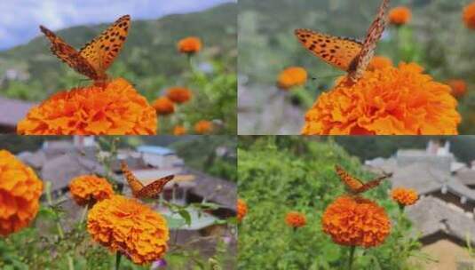 乡村臭菊上的花蝴蝶4k50p高清在线视频素材下载