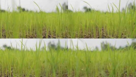 绿色的水稻田里的秧苗成长高清在线视频素材下载