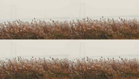 秋季阳光下的芦苇花随风摇摆高清在线视频素材下载