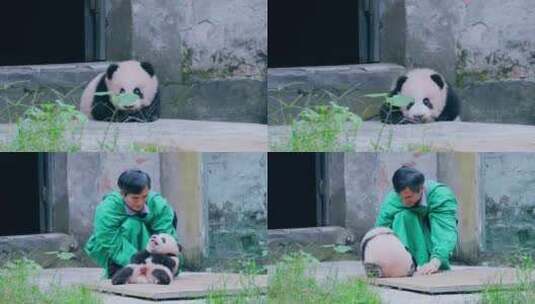 大熊猫幼崽晒太阳高清在线视频素材下载