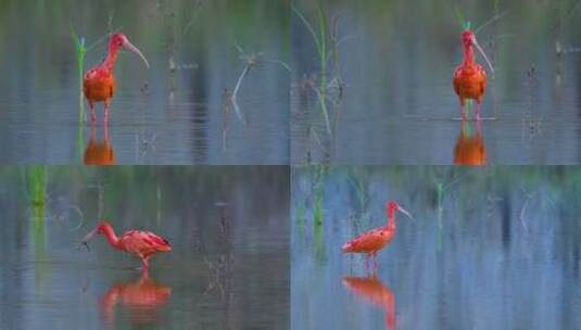 观鸟珍稀鸟类野生动物水鸟美洲红鹮合集高清在线视频素材下载
