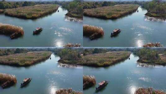 中国杭州西溪湿地秋芦飞雪坐摇橹船赏芦花高清在线视频素材下载